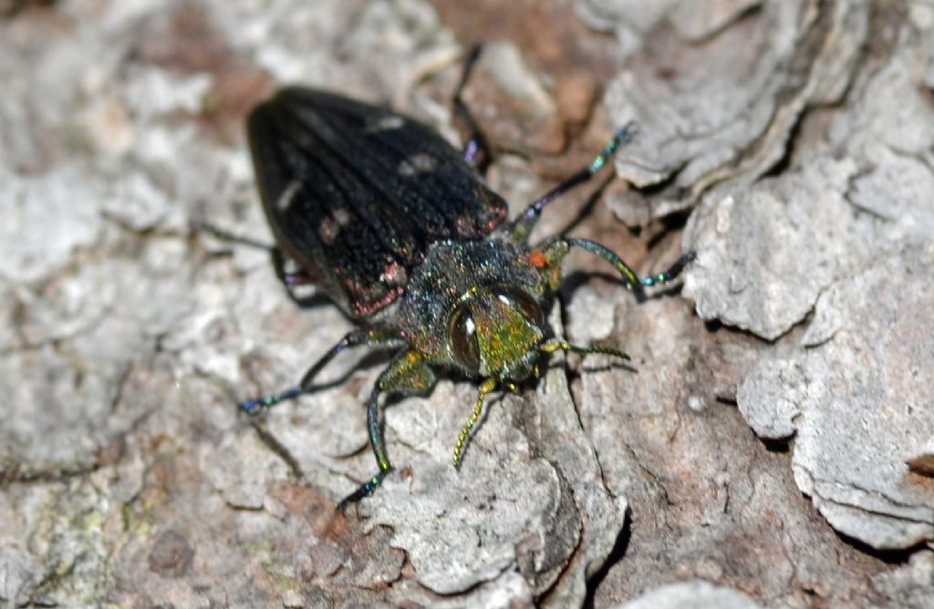 Chrysobothrys chrysostigma, Buprestidae